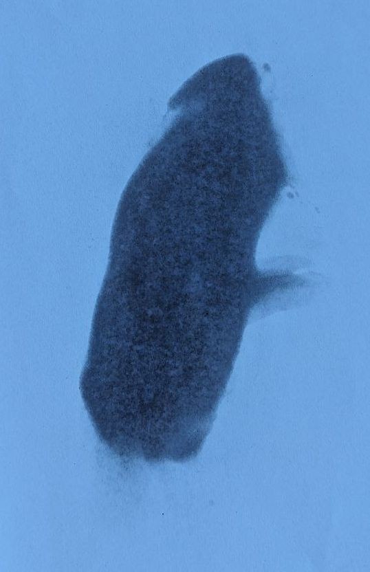 Обратная сторона листа